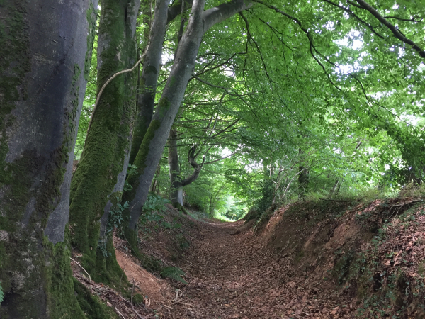 Voici un bel exemple de ces chemins creux, typiques du bocage normand.