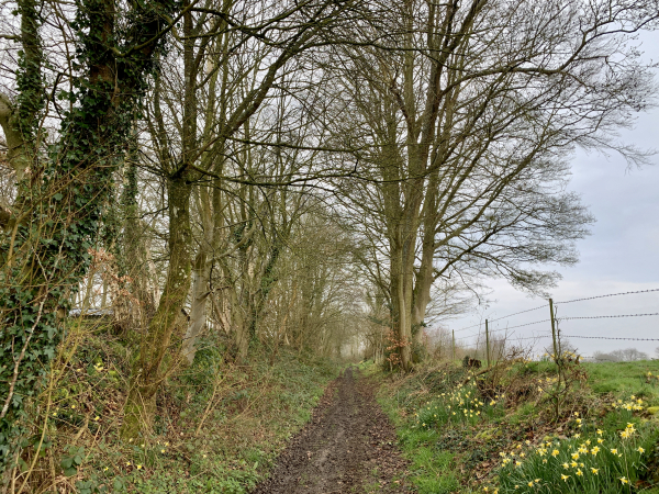 Nous longeons le bois de Berville en direction d'Etalleville. Le chemin est bordé de jonquilles.