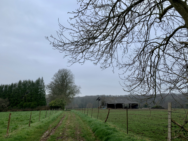 Les branches du chemin sont couvertes de bourgeons.