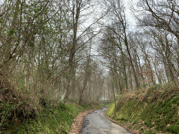 Notre chemin se creuse au passage du Bois Brûlé.