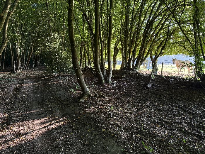 Le chemin de lisière longe maintenant le centre équestre de l'Ourail.
