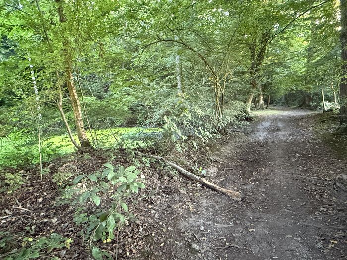 La mare de la Hérangère montre de nombreuses traces de pas d'animaux et de traces de frottage contre les arbres.