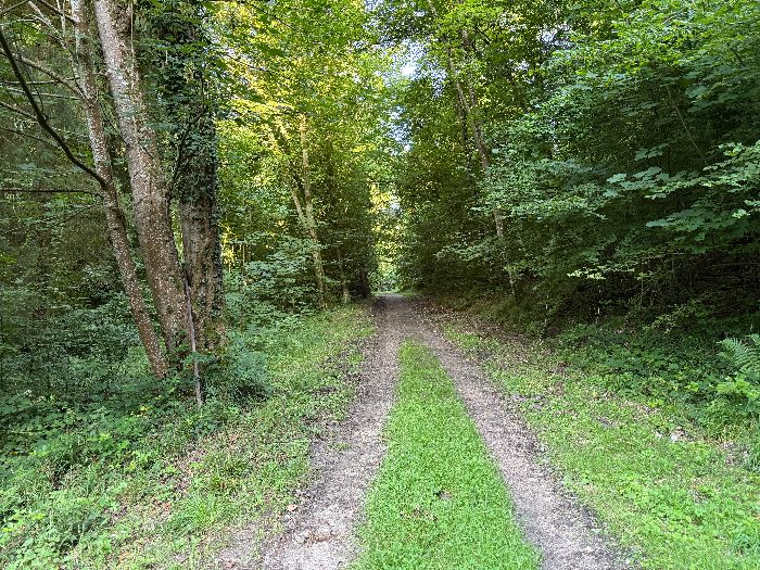 Je continue sur le très agréable chemin du Sanglier.