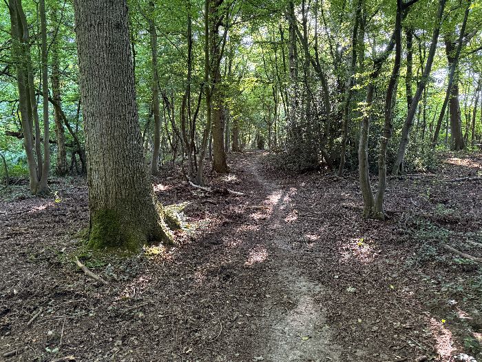 Le chemin suit une ligne de coupe en direction du chemin de lisière près de La Londe.