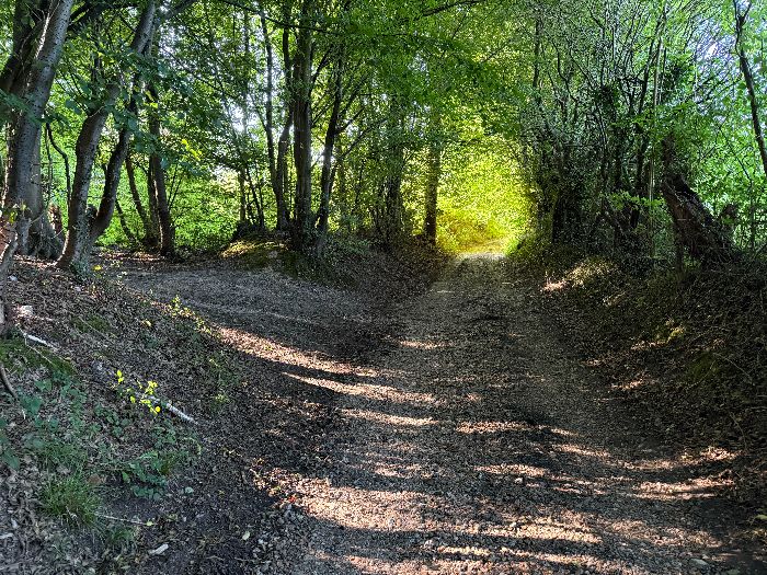 A proximité des habitations, le chemin de lisière est traversé par ce large chemin qui dessert une maison, je vais continuer sur le chemin de lisière ici à gauche. En face, c'est la sortie de la forêt et la rue Caillou.