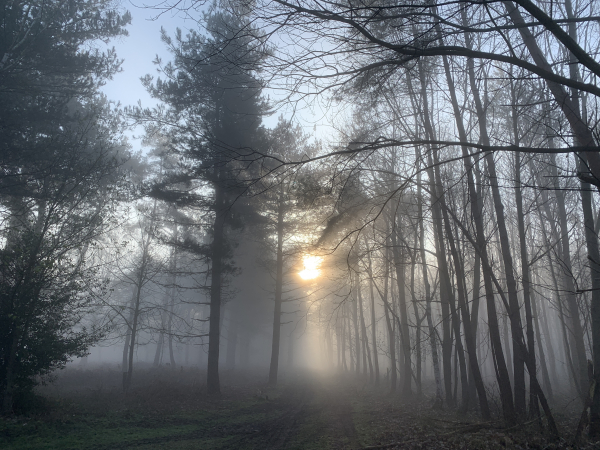 Le soleil se lève dans la brume au-dessus de l'Allée à la Bécasse. (Plusieurs photos de la forêt sont dans l'album de la rando)