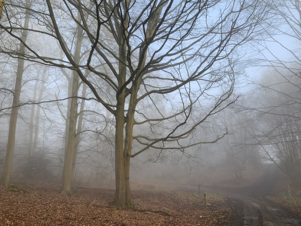 L'Hêtre Echelle, arbre remarquable de la forêt domaniale de Roumare.