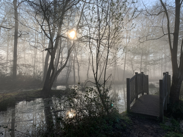 La Mare Epinay, n'est pas qu'un lieu de promenade exceptionnel, c'est surtout une zone humide préservée, riche de sa biodiversité.