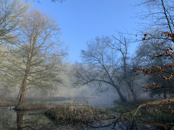 Nous quittons la Mare Epinay, pour prendre le chemin de l'Arboretum.