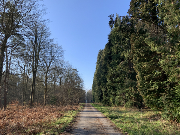 Nous suivons la Route Forestière du Petit Charme. Nous allons bientôt tourner à gauche pour descendre vers Val-de-la-Haye.