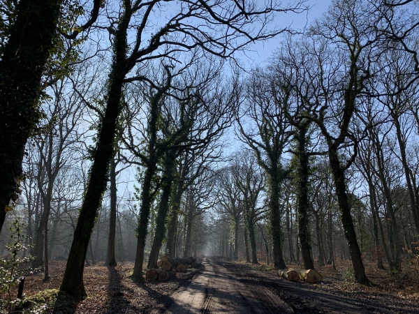 Nous avons rejoint l'ancienne voie qui reliait Val-de-la-Haye à Quevillion. Elle est en ligne droite jusqu'à l'ancienne église Saint-Jean-Baptiste.