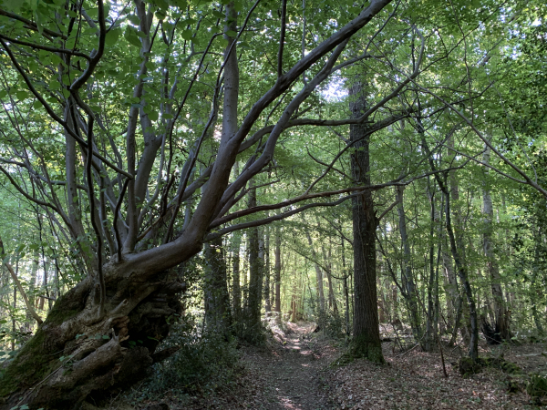 Nous sommes au sommet de la Petite Forêt, nous suivons le chemin dans le bois en direction du hameau.