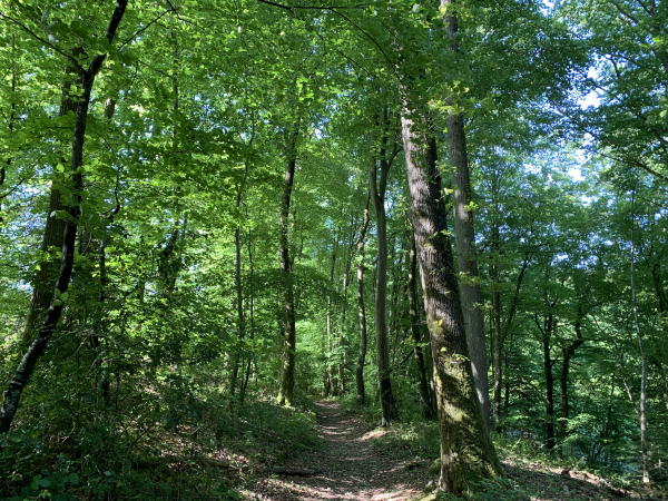 Nous traversons le bois en direction de la Vallée des Boudards qui a donné son nom à ce circuit.