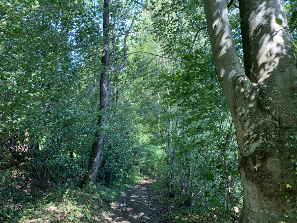 Nous descendons maintenant du plateau sur ce chemin en pente douce qui traverse le bois de la Bruyère au Cher.