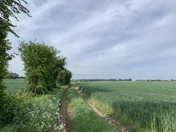 Après avoir traversé la D53, nous marchons plein sud sur les chemins à travers champs.