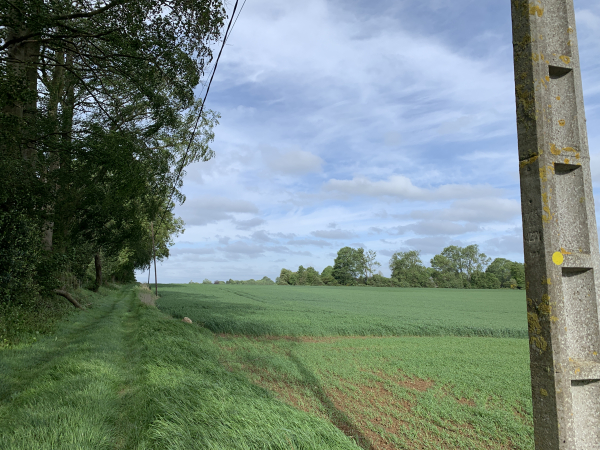 Nous longeons la ligne d'arbres en direction de la D15. Sur le poteau, on voit l'une des pastilles jaunes qui balisent cet itinéraire.