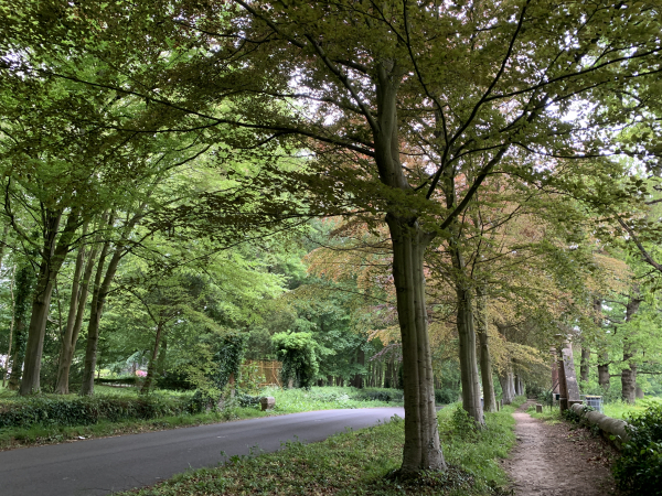 Comme Sissi, nous prenons la direction des Petites Dalles par le chemin cavalier qui longe la route.