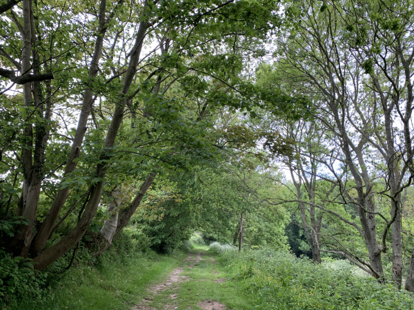 Le chemin dans le bois est très agréable, nous allons le suivre jusqu'à la côte.