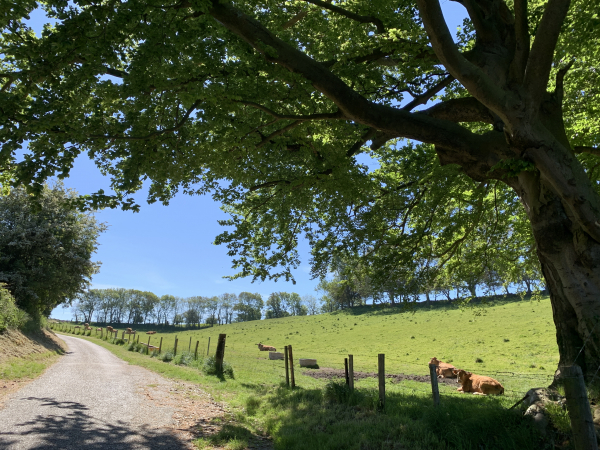 La valleuse d'Eletot n'offre plus d'accès à la mer. Après une pose sur l'aire de pique-nique, nous remontons le Val Ausson.