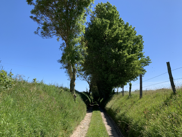 Après avoir traversé Eletot, nous suivons ce chemin creux qui traverse les prés du Champ de Calmare. Les fidèles de BaladesEnNormandie remarqueront que nous avons modifié notre chemin de retour. L'ancien parcours passait par Ancretteville. Celui-ci a beaucoup moins de goudron, offre de plus beaux paysages, mais est un peu plus long.