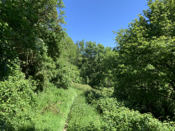 Descente dans le vallon du Bois Joli.