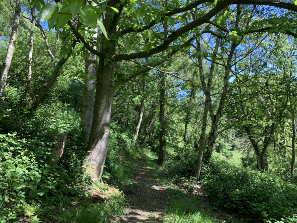 Le Bois Joli. Grâce au vallon, les arbres ont pu pousser ici à l'abri du vent.