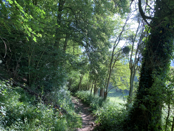 Le chemin du Val Becquerel avance entre la vallée du Clérot et le bois.