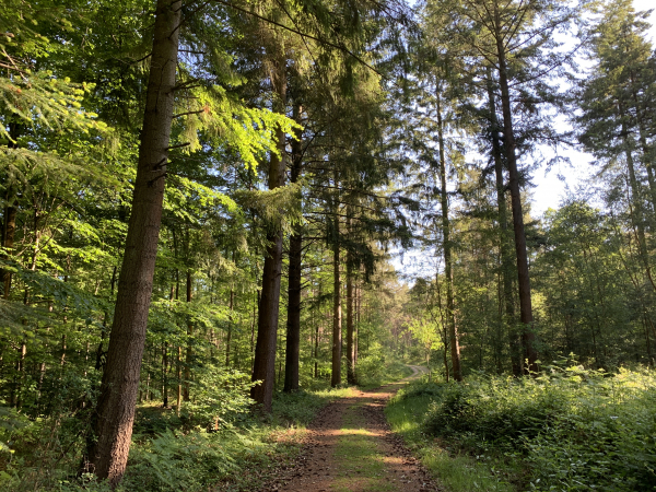 Nous sommes maintenant en forêt domaniale de Montfort, toujours sur le GR224RD. Nous sommes toujours saisis par la beauté de cette forêt, mais aussi par la qualité de son entretien. Même les chantiers forestiers sont propres ici ! A comparer avec les forêts domaniales d'Eaway, de Roumare, de La Londe en Seine-Maritime...