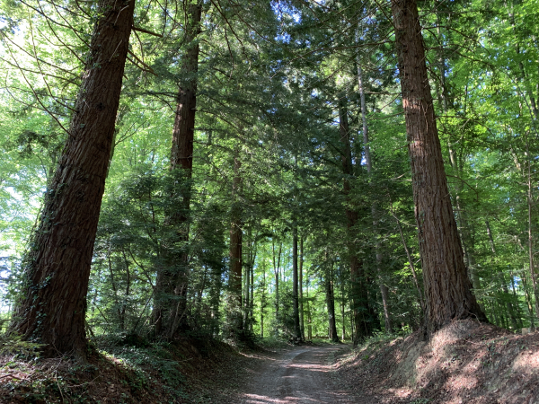 Nous quittons le GR224RD et arrivons dans l'Allée des Séquoias, plantée dans les années 60 grâce à un don du domaine d'Harcourt. Vu la taille des séquoias, ils se plaisent en Normandie !