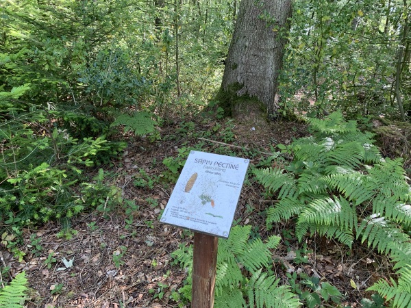 Le Sentier de Découverte propose des panneaux explicatifs sur la flore et la faune de cette forêt.