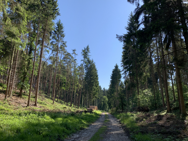 Nous suivons maintenant la route forestière du Grand Val. On voit des stocks de grumes à gauche du chemin. Un peu plus loin se trouvent les déchets de coupes et branchages alignés également le long du chemin. Que les forestiers d'Eawy prennent exemple : on n'est pas obligé de transformer les chantiers forestiers en dépotoirs en laissant derrière soi chablis, branchages et chemins défoncés...