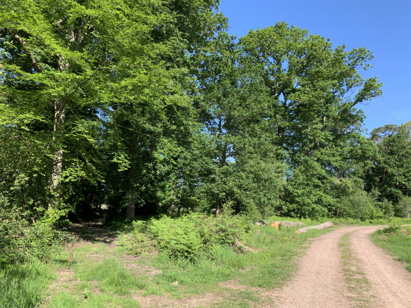 Nous quittons ici le chemin principal pour tourner à gauche sur le chemin des Bruyères vers le château de Montfort.