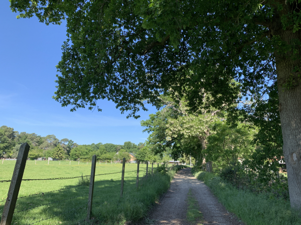 Chemin des Bruyères, nous allons bientôt voir les ruines du château.
