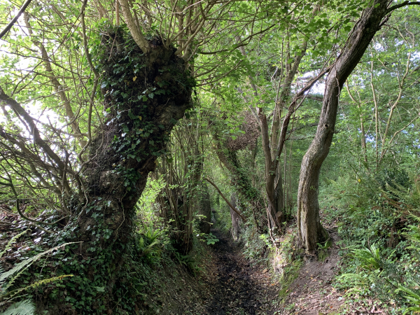 Le Chemin de la Forge monte vers le plateau. C'est un chemin de 1300 mètres, dont plusieurs passages sont en creux et boueux.