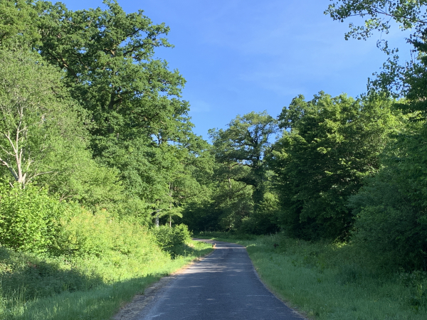 Route des Vaux. Nous croisons une jeune biche et son faon. Le faon nous a vu, mais pas sa mère.