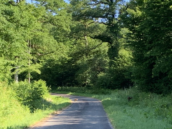 Tranquillement, le faon va se tapir dans les hautes herbes à droite de sa mère qui ne comprend pas son geste et continue de manger. Lorsque la biche nous repère enfin, elle détale devant nous, bien visible, selon la tactique habituelle des biches, et laisse son faon caché dans les herbes.