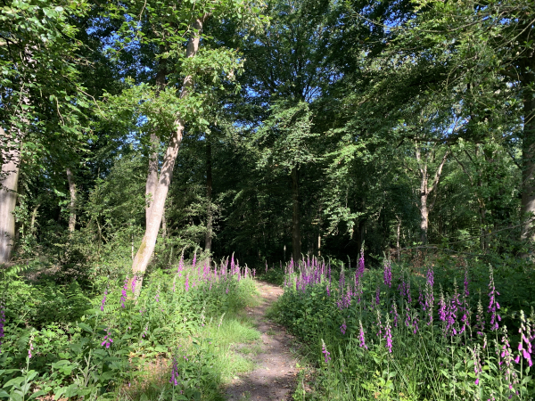 En haut de la colline, les digitales nous font une haie d'honneur après notre belle montée.