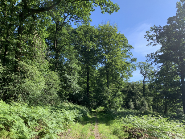 Après la colline de Cul-de-Sac, nous descendons et remontons sur la colline de La Houssaye, deuxième belle montée. Le chemin étroit que nous connaissions a été élargi par les engins forestiers.