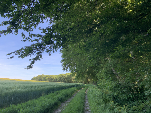 Nous sommes arrivés au sommet du plateau et suivons le chemin Delisle en direction du hameau de Bosc-à-Boc.