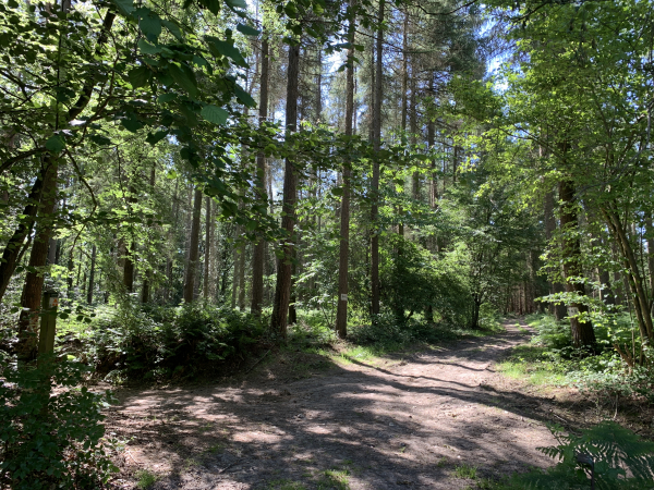 Après l'Ouraille, nous revenons en forêt domaniale et tournons tout de suite à gauche sur le GR211.