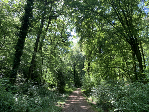 Nous suivons le GR211 sur le Chemin des Forts. Le nom du chemin est sans doute lié à la forteresse féodale de Maulévrier. Il ne reste que quelques ruines de ce château, cachées dans la végétation sur la motte féodale appelée la Butte au Diable.