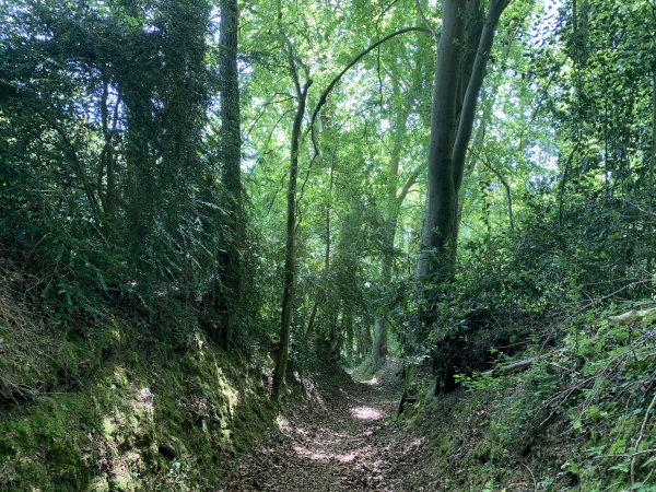 Toujours sur le GR211, nous suivons ce chemin creux pour descendre vers Sainte-Gertrude.