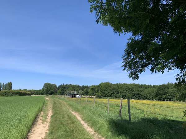 Nous voilà sur la Route de la Bergerie, qui n'est qu'un chemin. On voit déjà la haie des jardins familiaux que nous avions longés après notre départ.