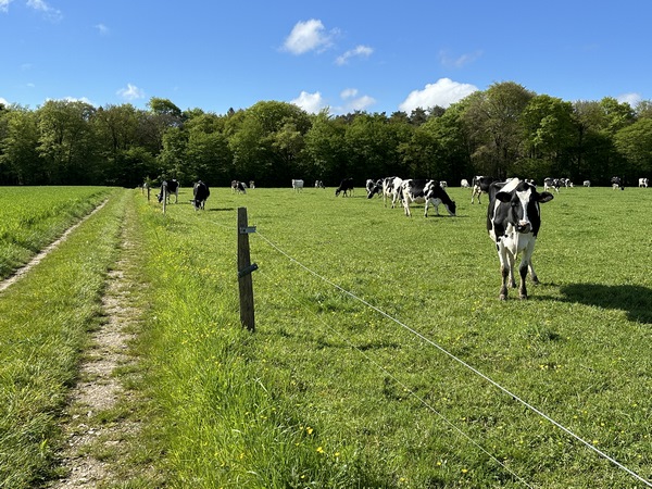 La rue d'Arelaune devient chemin après les dernières maisons.
