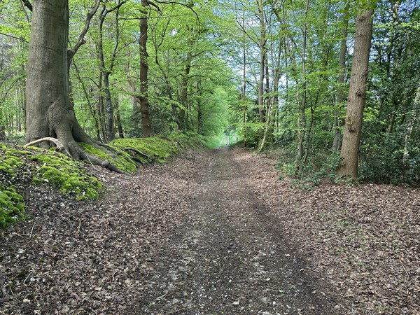 Nous suivons maintenant l'agréable chemin qui avance en lisière du bois de la Haie du Maur.