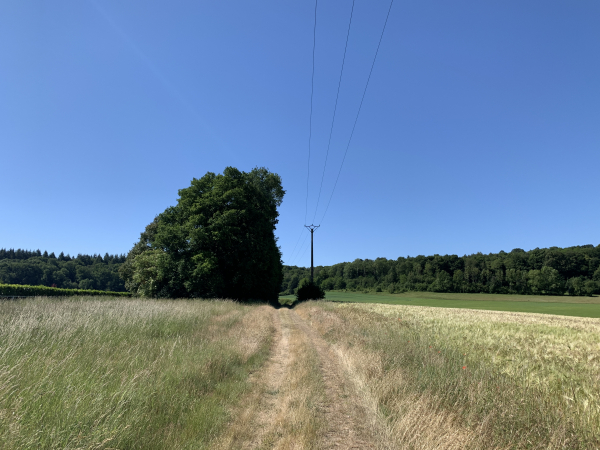 Nous partons de la mairie de Gaudreville-la-Rivière, et peu après notre départ nous entrons sur ce chemin des Conchettes en direction des bois.
