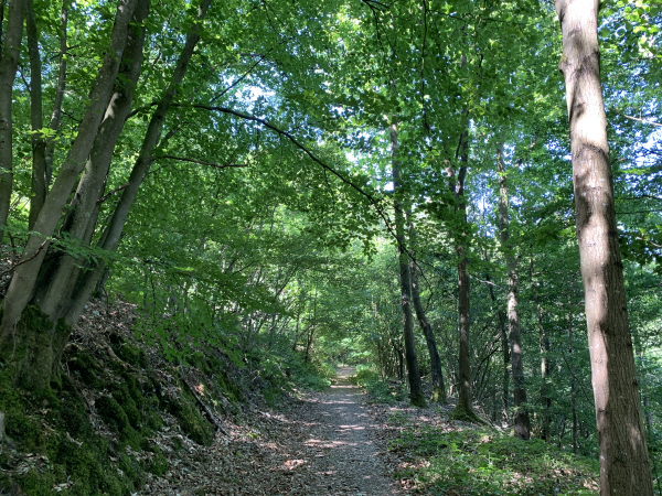 Nous entrons dans le Bois de La Haie, sur de larges chemins.