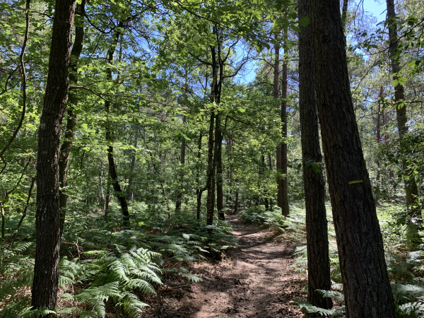 Bois de La Haie, nous marchons en direction du hameau des Boscherons.