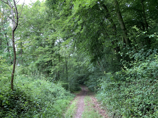 Nous suivons le GR2 sur le coteau de Seine, ici sur une ancienne voie d'accès à Caudebec.