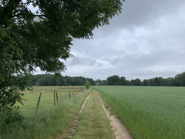 Nous avons longé les jardins familiaux de Saint-Arnoult, et marchons maintenant le long d'un champ de lin qui commence à fleurir.